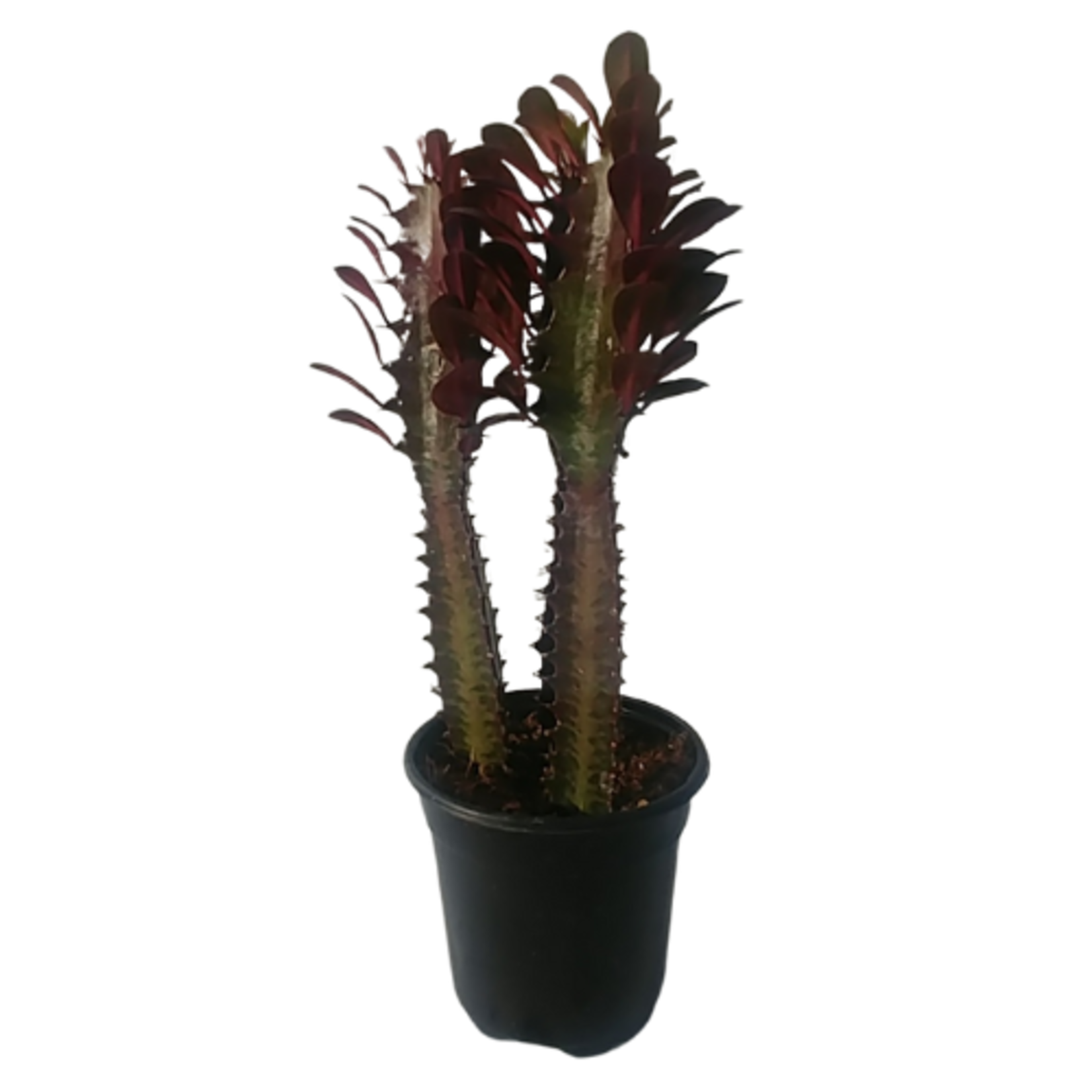 Euphorbia trigona 'Rubra' Red African Milk Tree 3"Ø