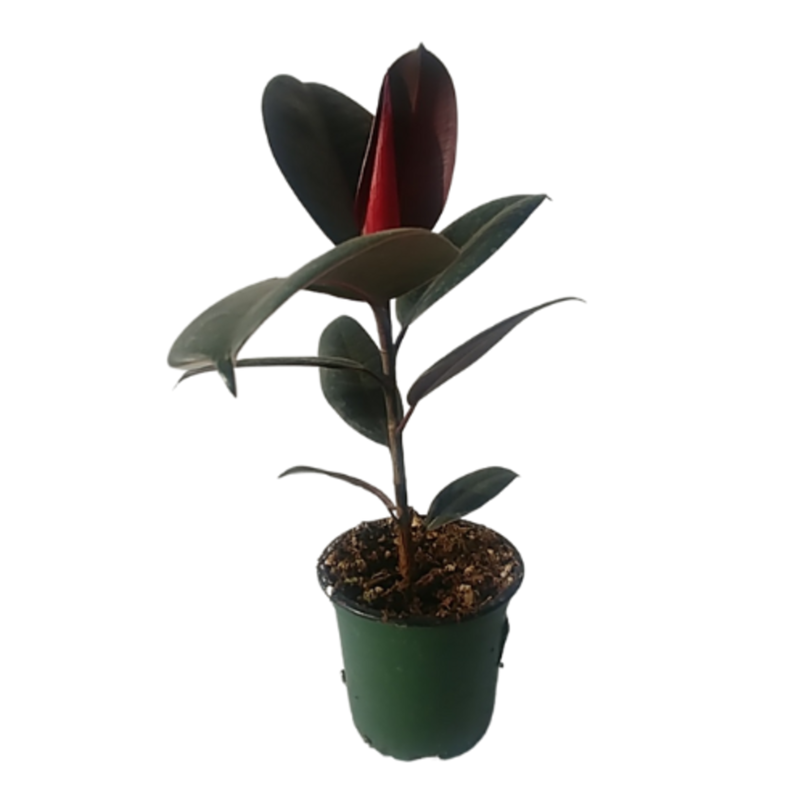 Ficus elastica 'Burgundy' (Rubber Fig)