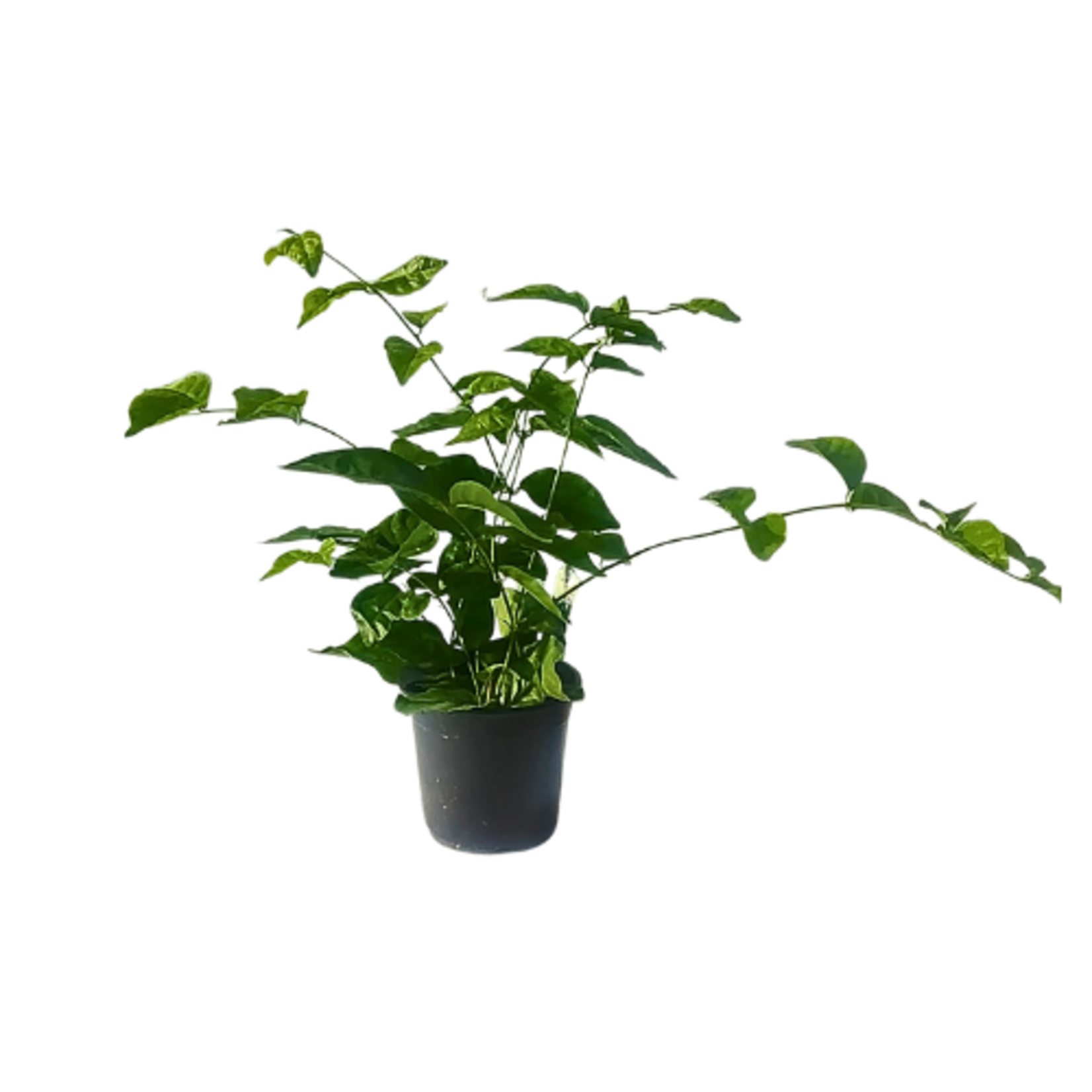 Jasminum polyanthum (White Jasmine)
