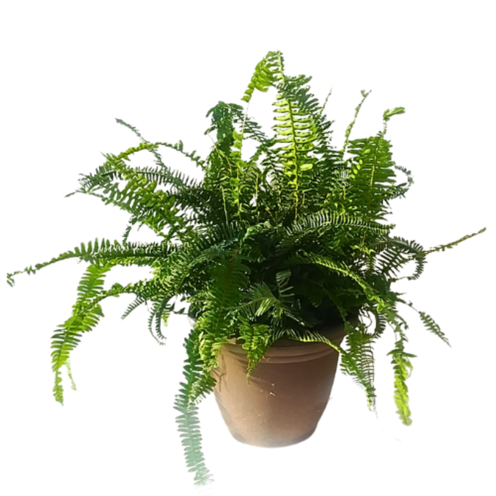 Nephrolepsis obliterata 'Kimberly Queen' Fern