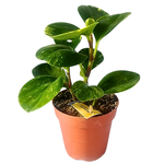 Peperomia obtusifolia 'Pepperface'