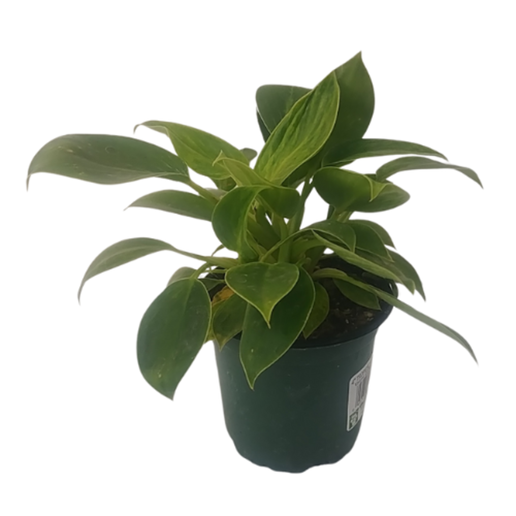 Philodendron 'Birkin'