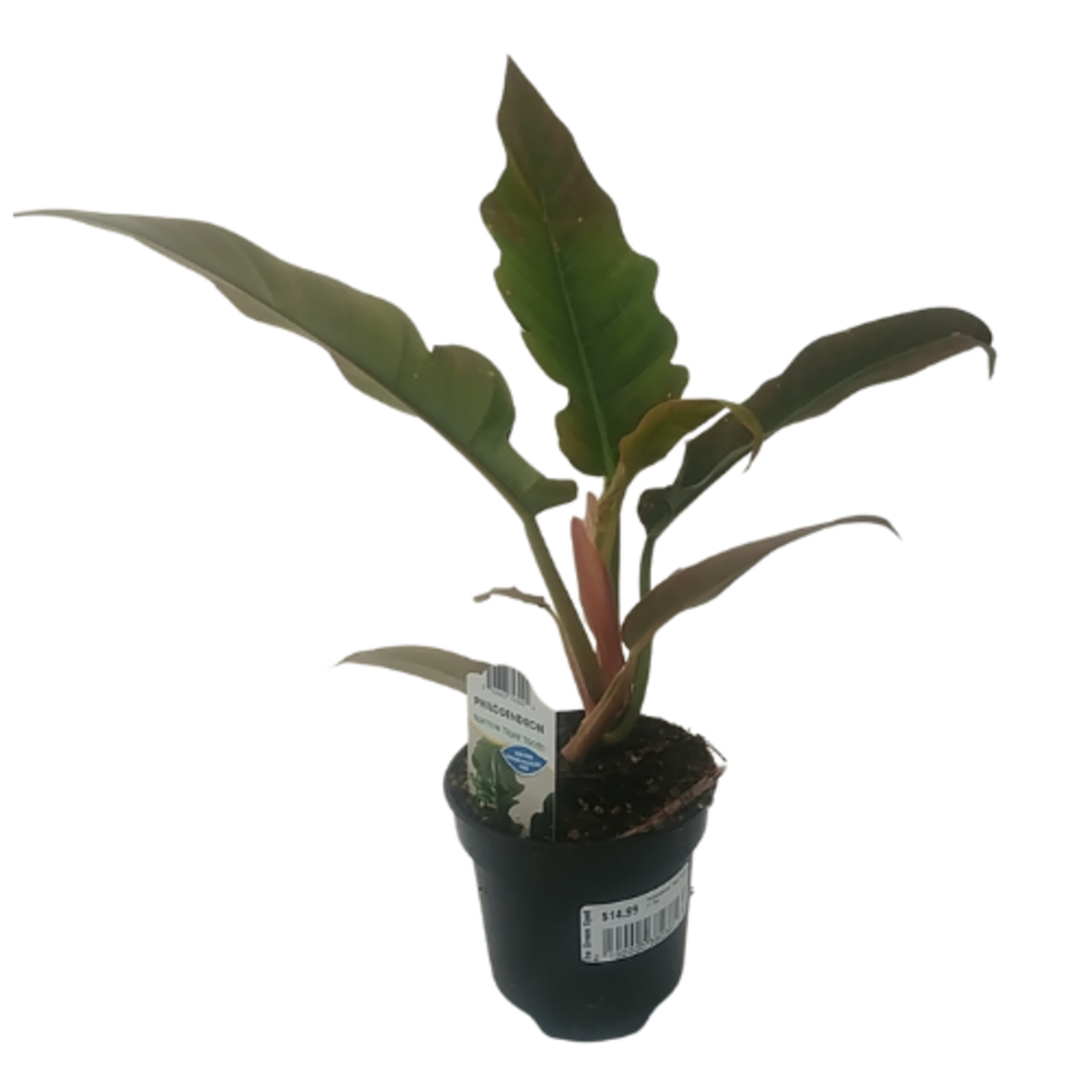 Philodendron 'Tiger Tooth'