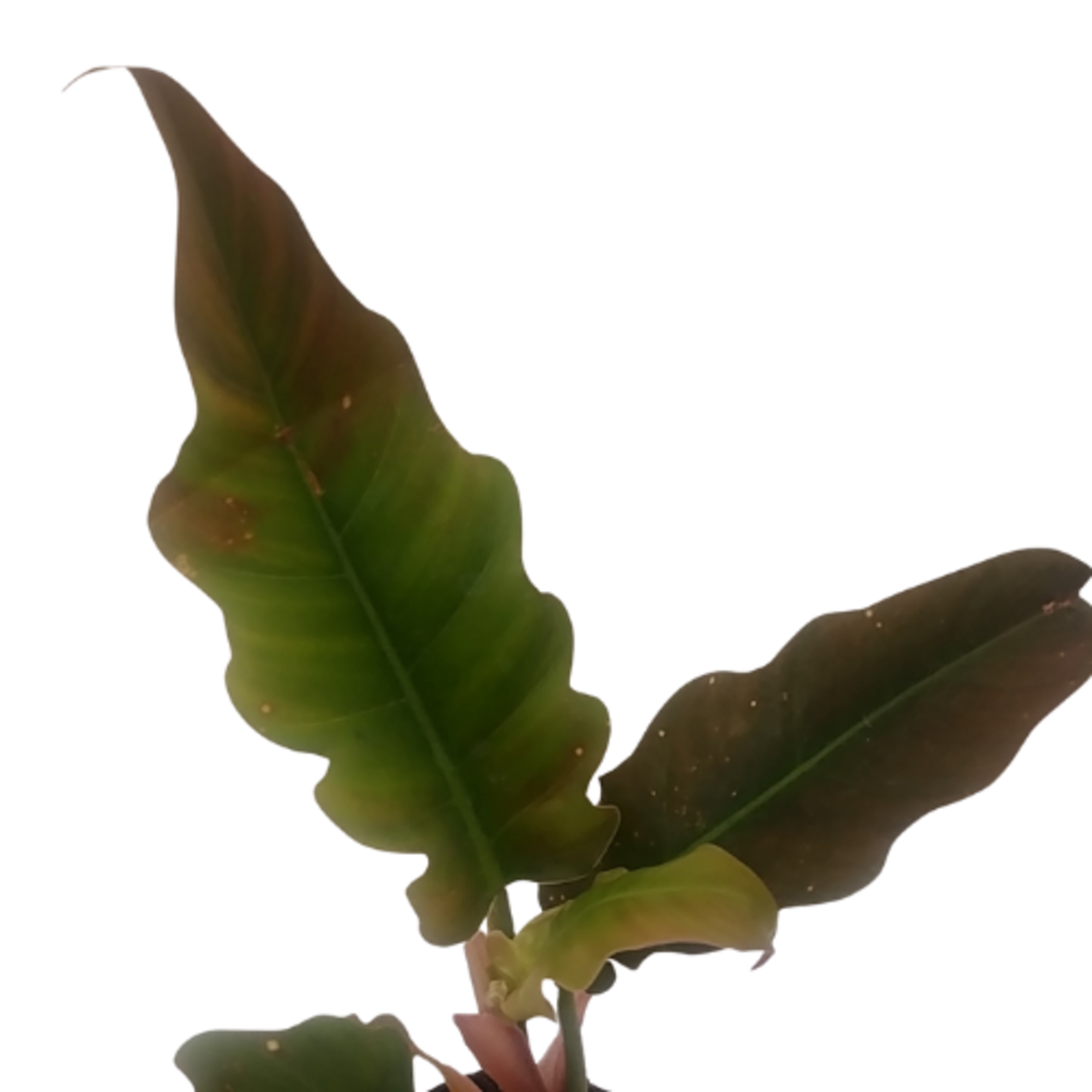 Philodendron 'Tiger Tooth'
