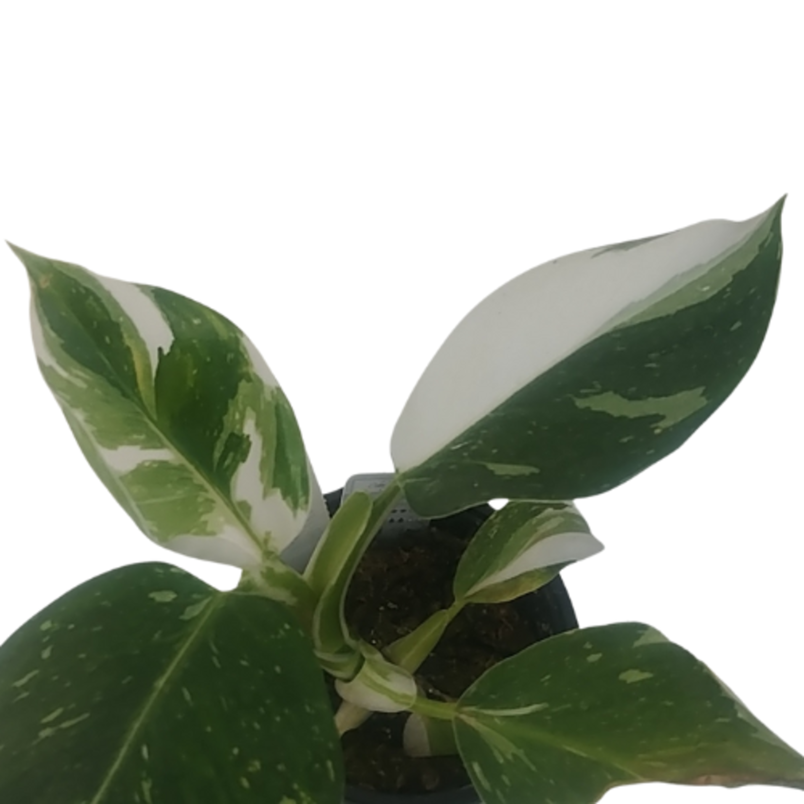 Philodendron 'White Wizard'
