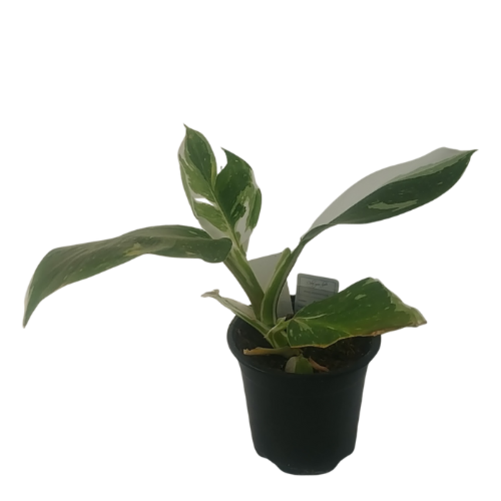 Philodendron 'White Wizard'