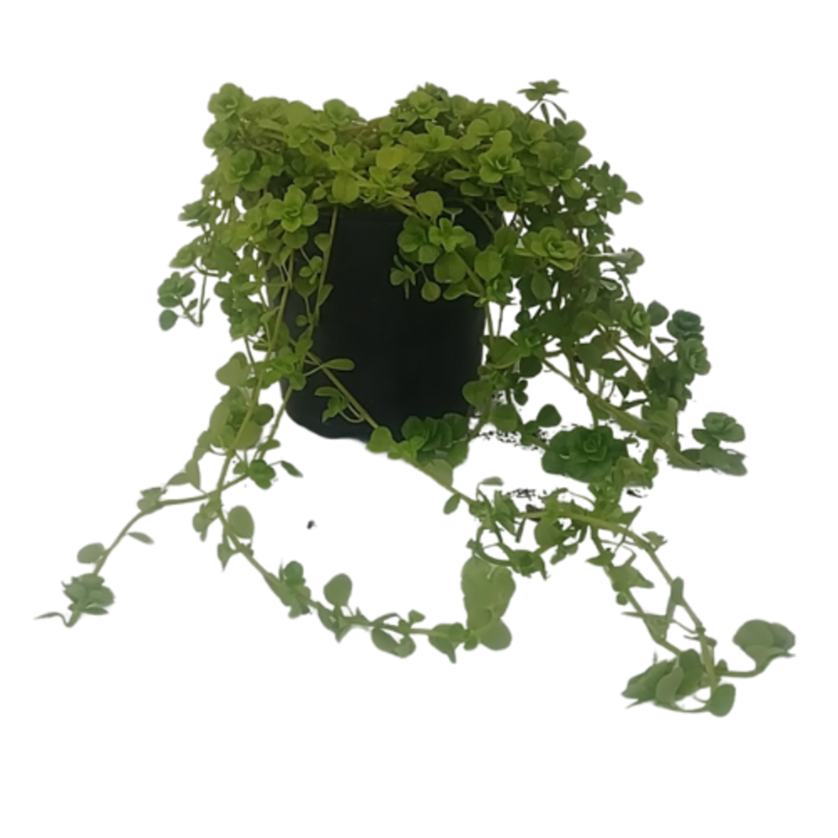 Pilea depressa 'Baby Tears' (Green)