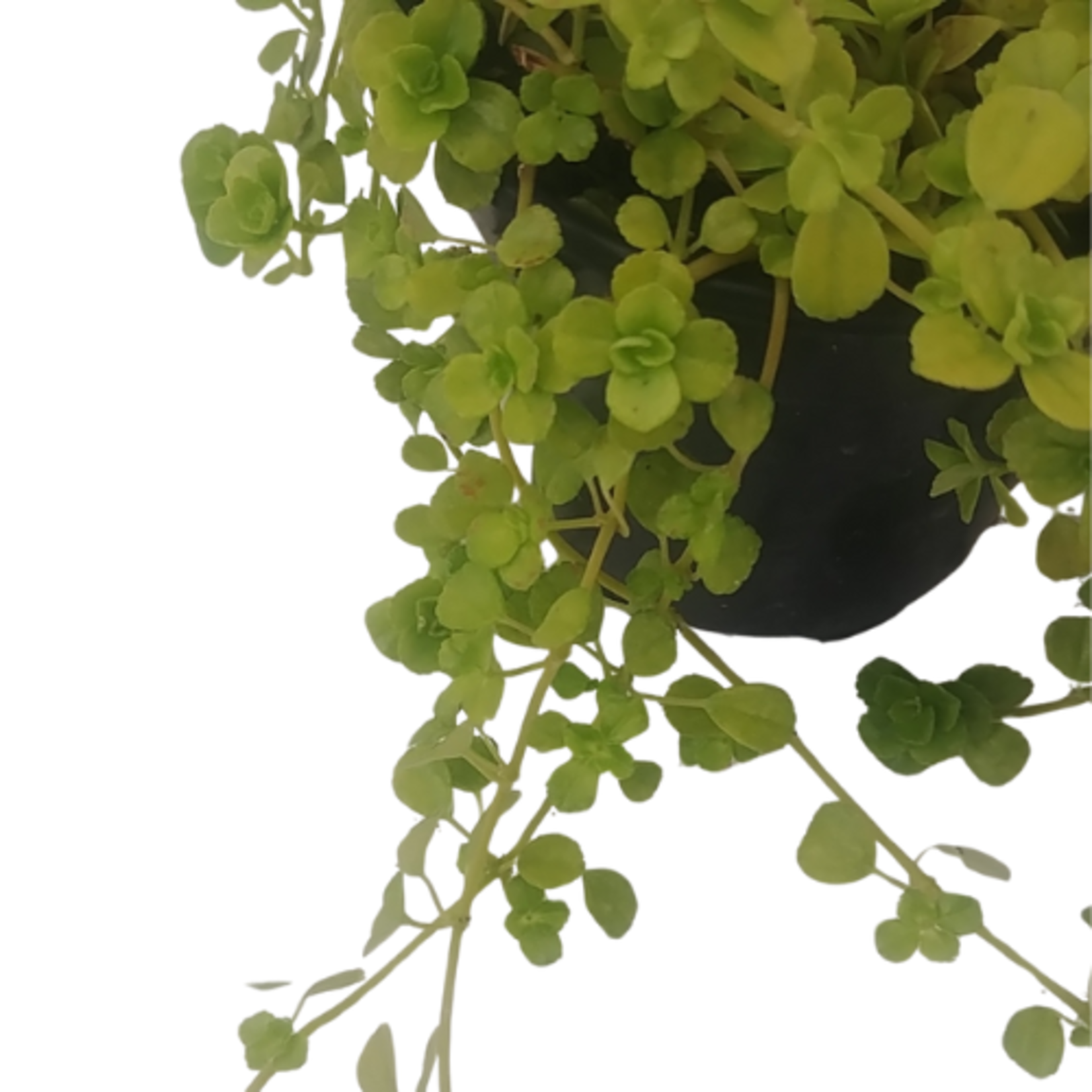 Pilea depressa 'Baby Tears' (Green)