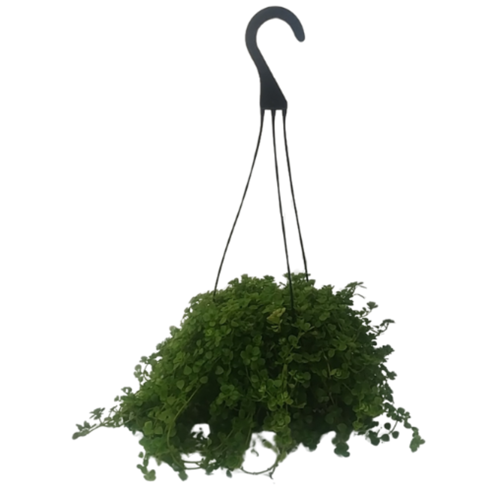 Pilea depressa 'Baby Tears' (Green)