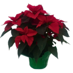 Euphorbia pulcherrima Poinsettia (Assorted Colors)