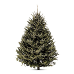 Old Fashioned Premium Balsam Fir