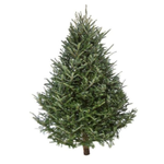 Sheared Premium Fraser Fir