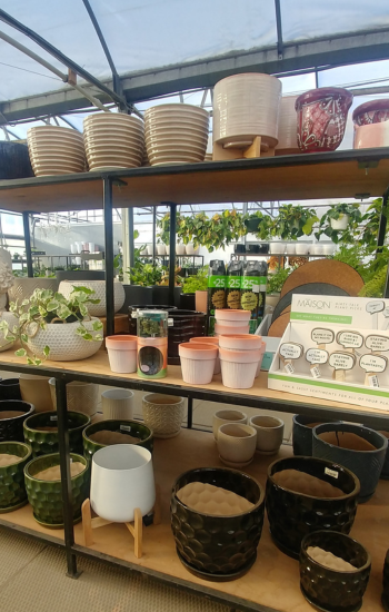 Plant Care 1