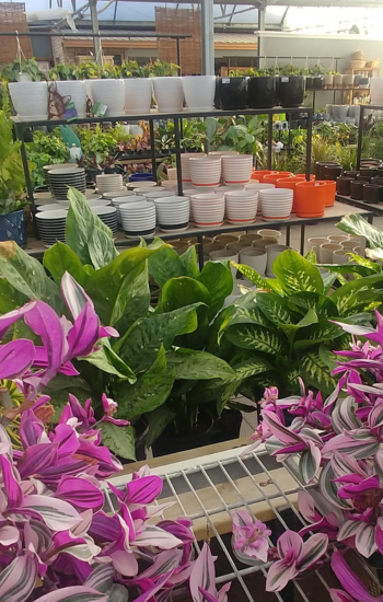Plant Care 3