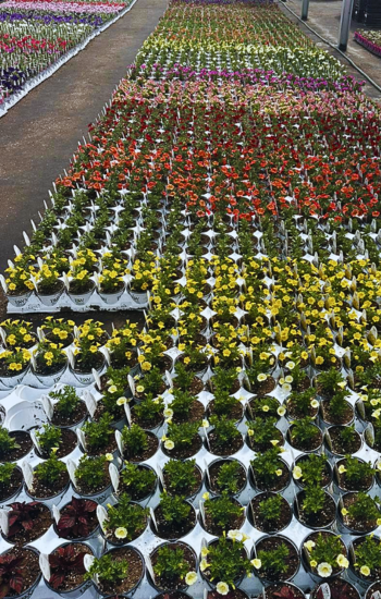 Annual Greenhouse