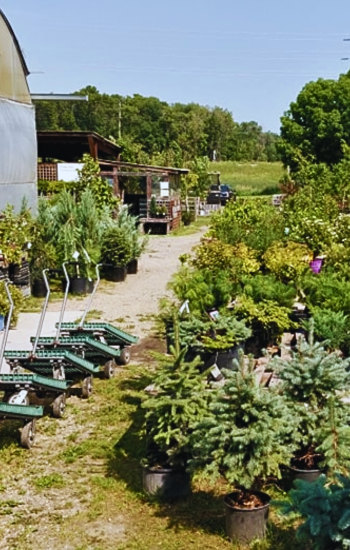 Nursery
