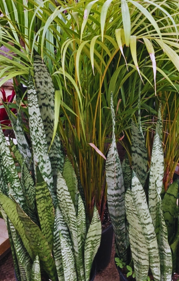 Tropical Plants