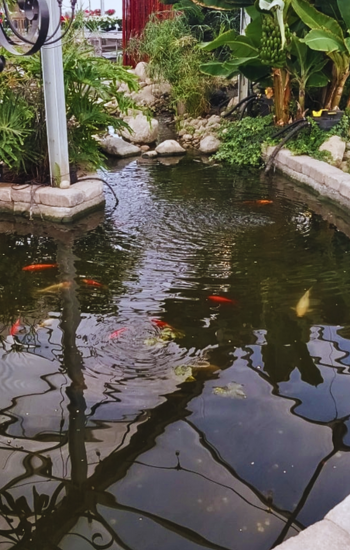 Pond Care