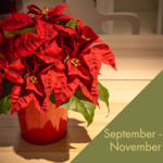 Poinsettia Fundraiser