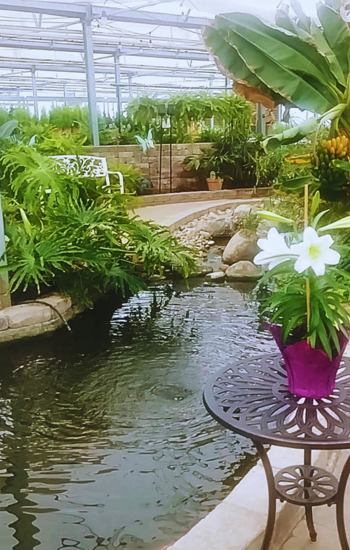 Tropical Plants