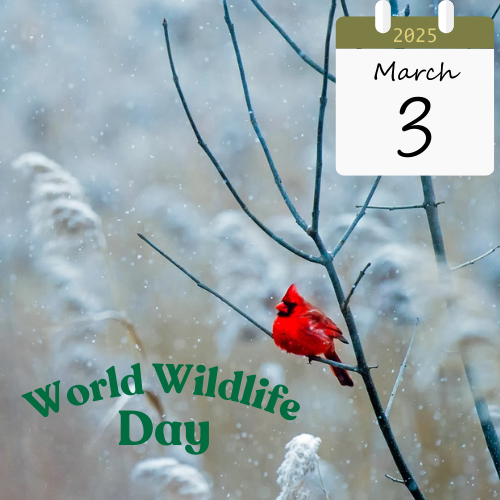 2025 World Wildlife Day