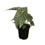 Begonia rex Assorted Colors