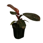 Philodendron sp. 'Black Cardinal'