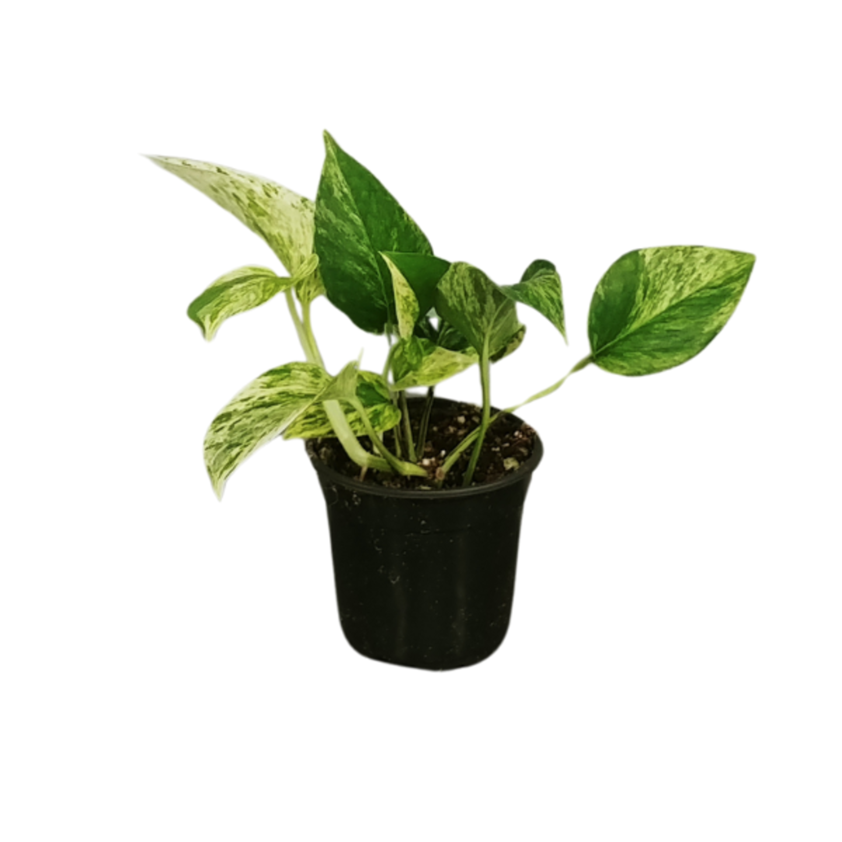Epipremnum aureum 'Marble Queen' Pothos