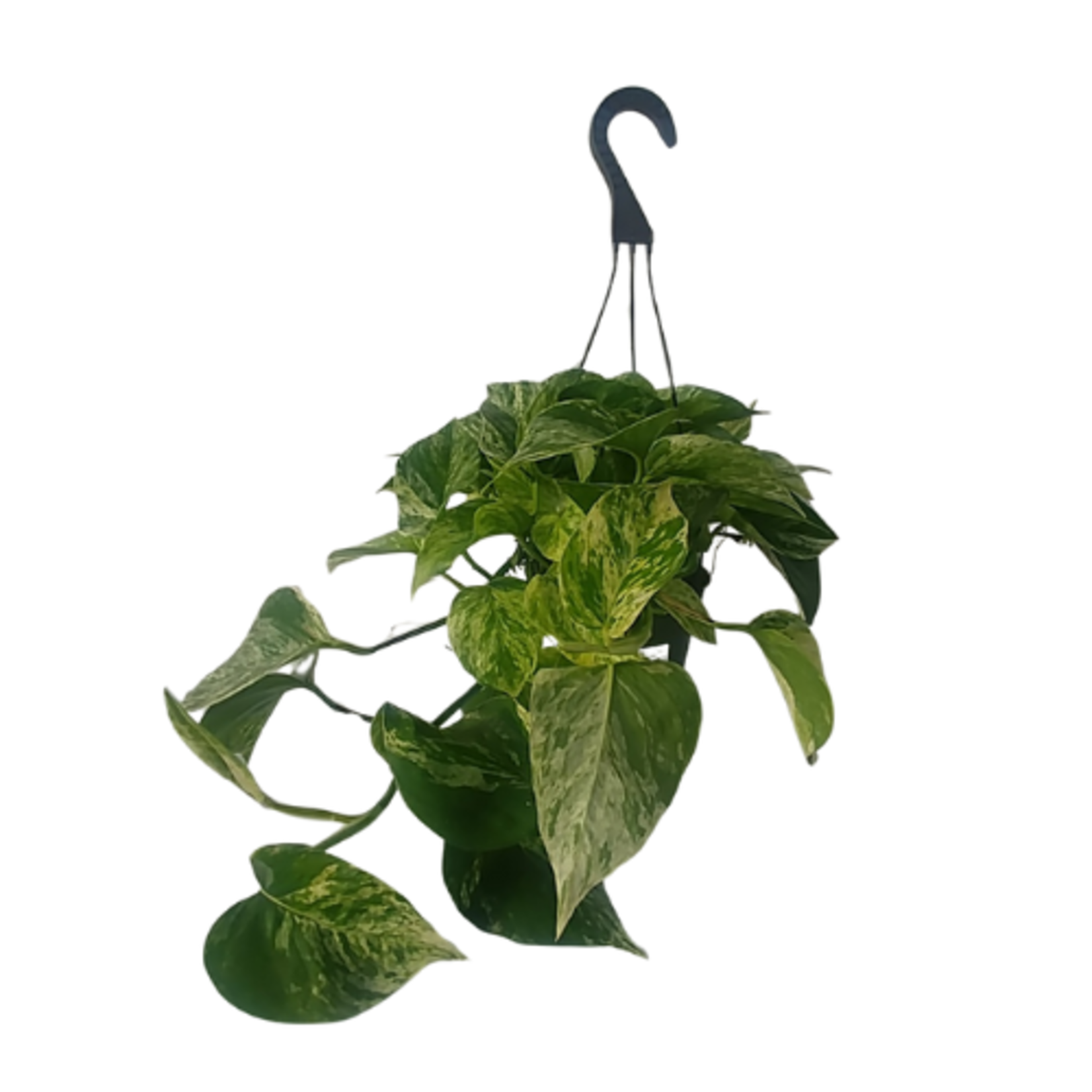 Epipremnum aureum 'Marble Queen' Pothos