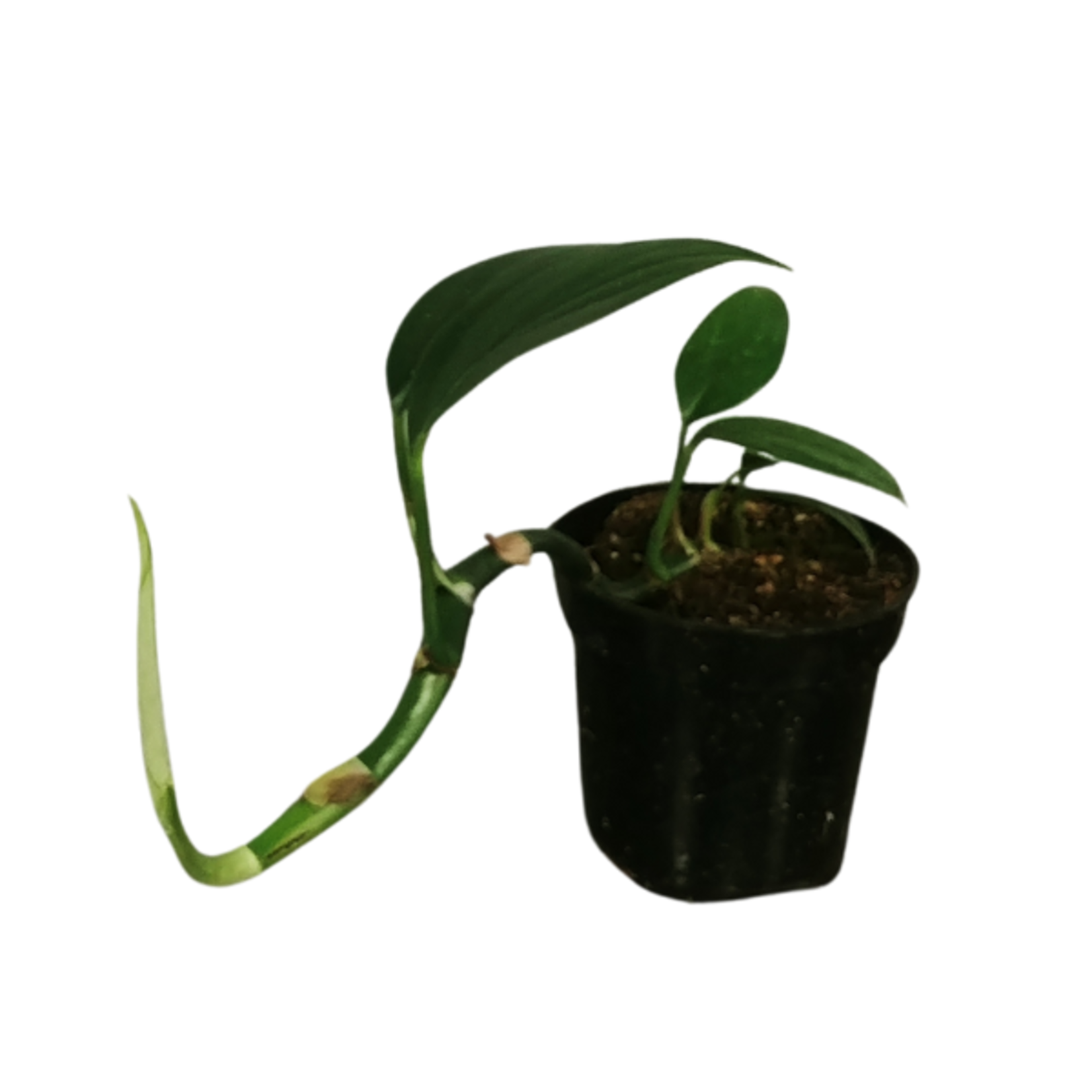 Rhaphidophora decursiva