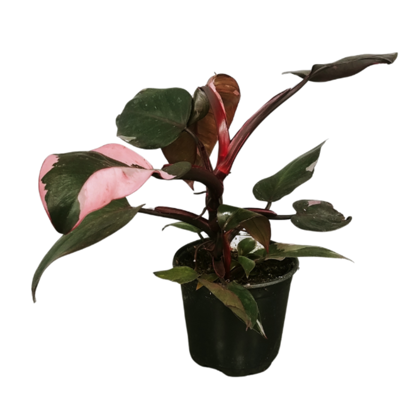 Philodendron Pink Princess 6in Pot