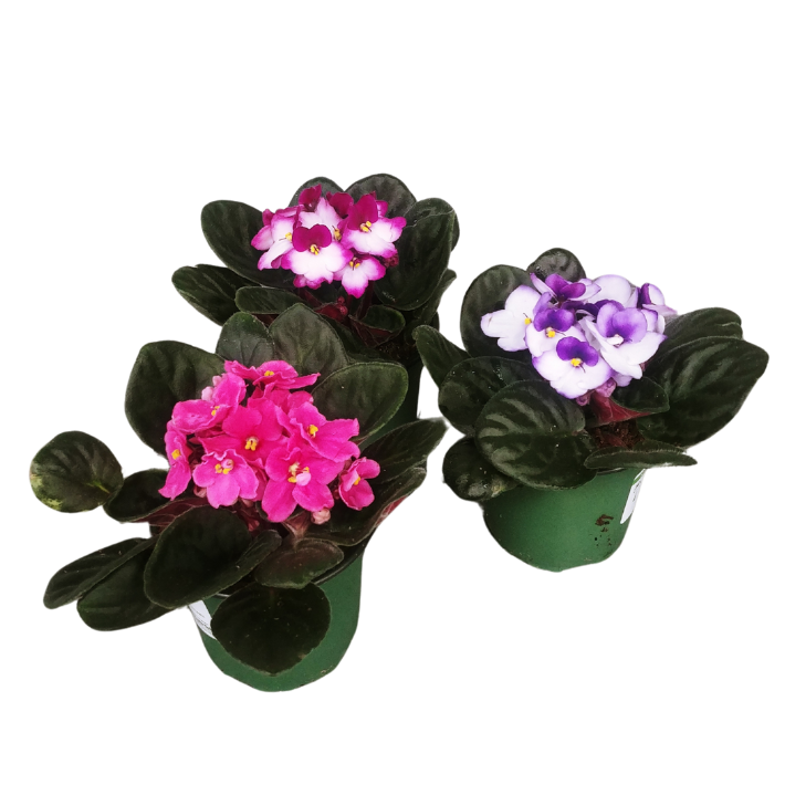 Saintpaulia ionantha (African Violet) in 4 inch pot