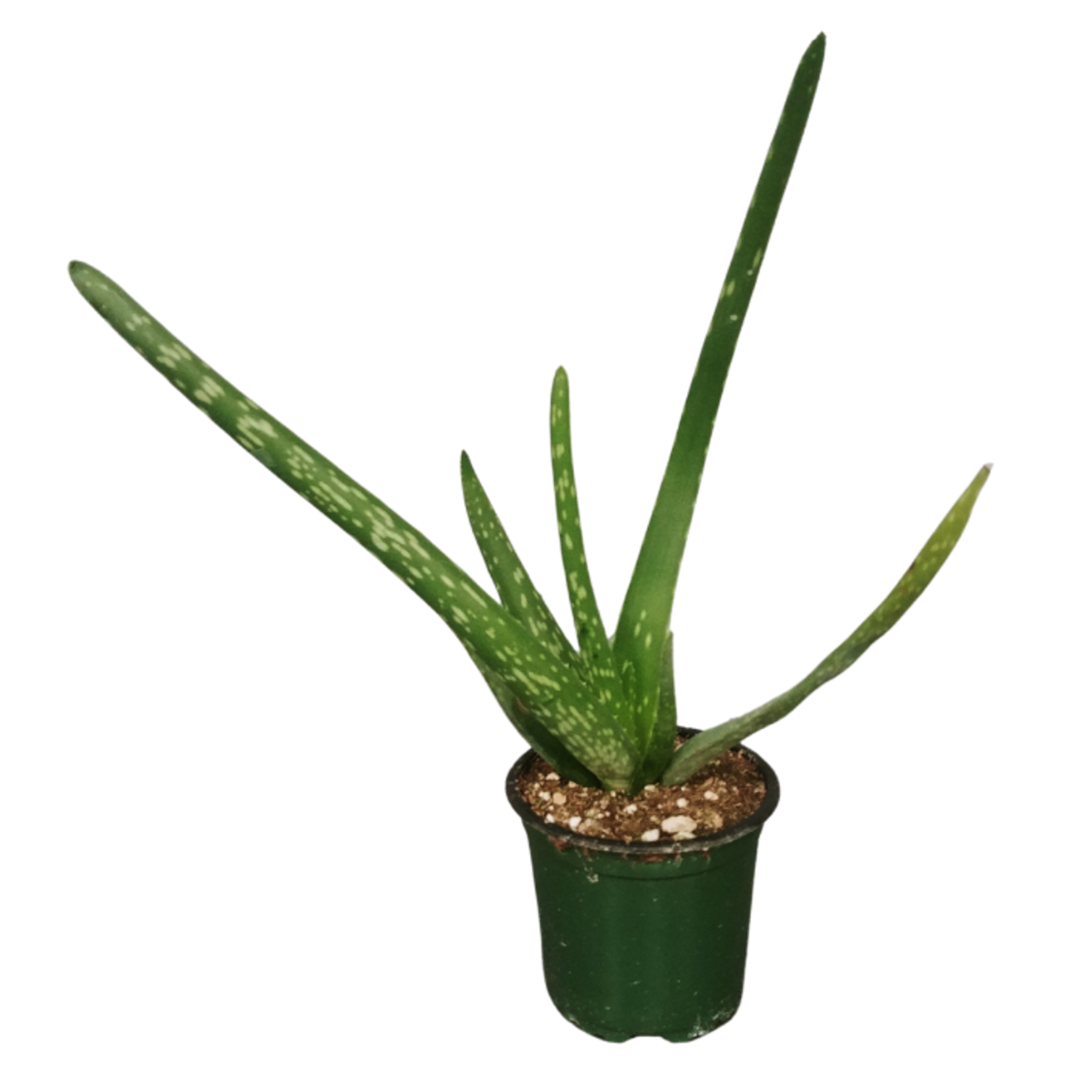 Aloe vera Aloe Plant