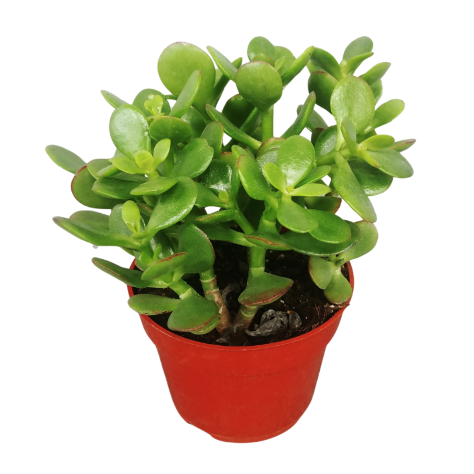 Crassula ovata (Jade Plant)