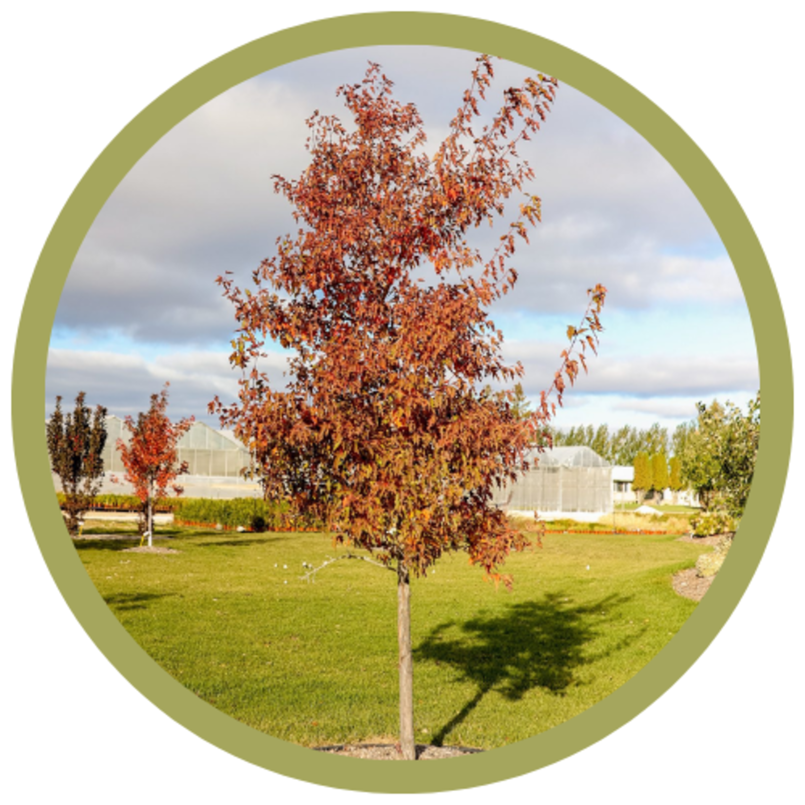 Acer ginnala 'JefUM' Royal Crown Amur Maple