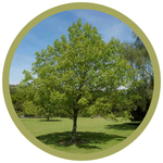 Aesculus glabra 'Ohio' Buckeye