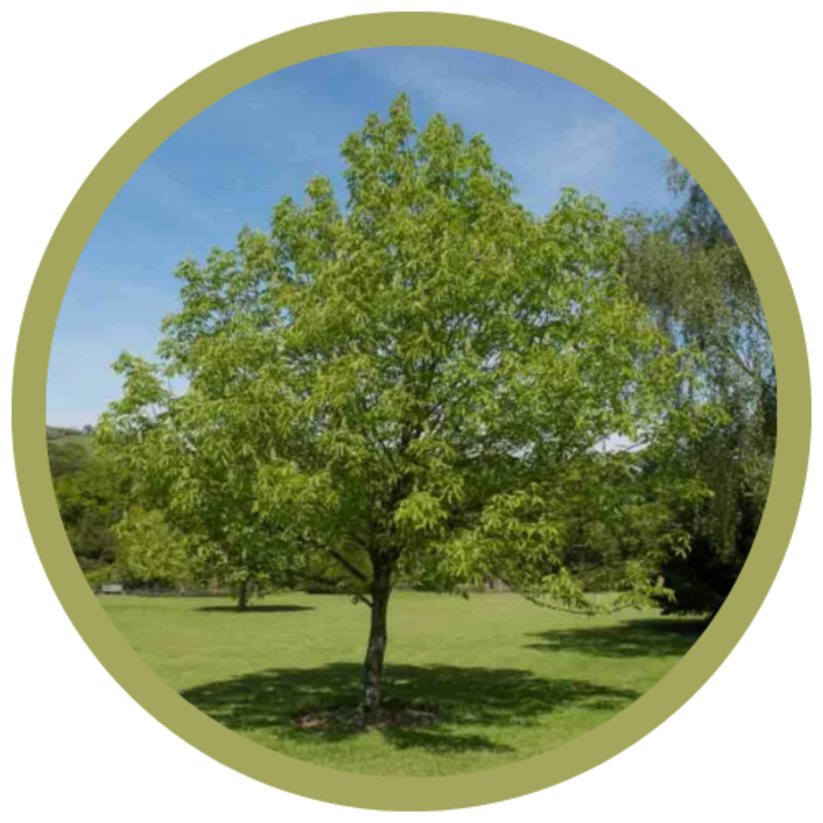 Aesculus glabra 'Ohio' Buckeye