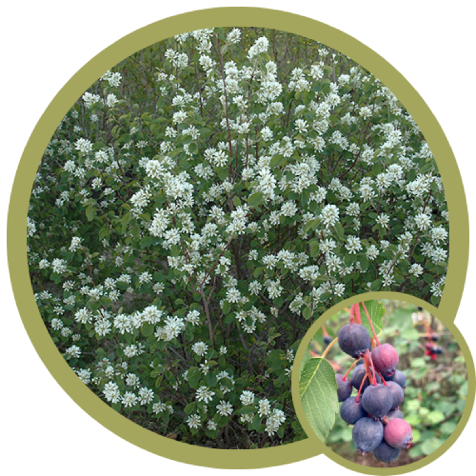 Amelanchier alnifolia 'Northline' Saskatoon