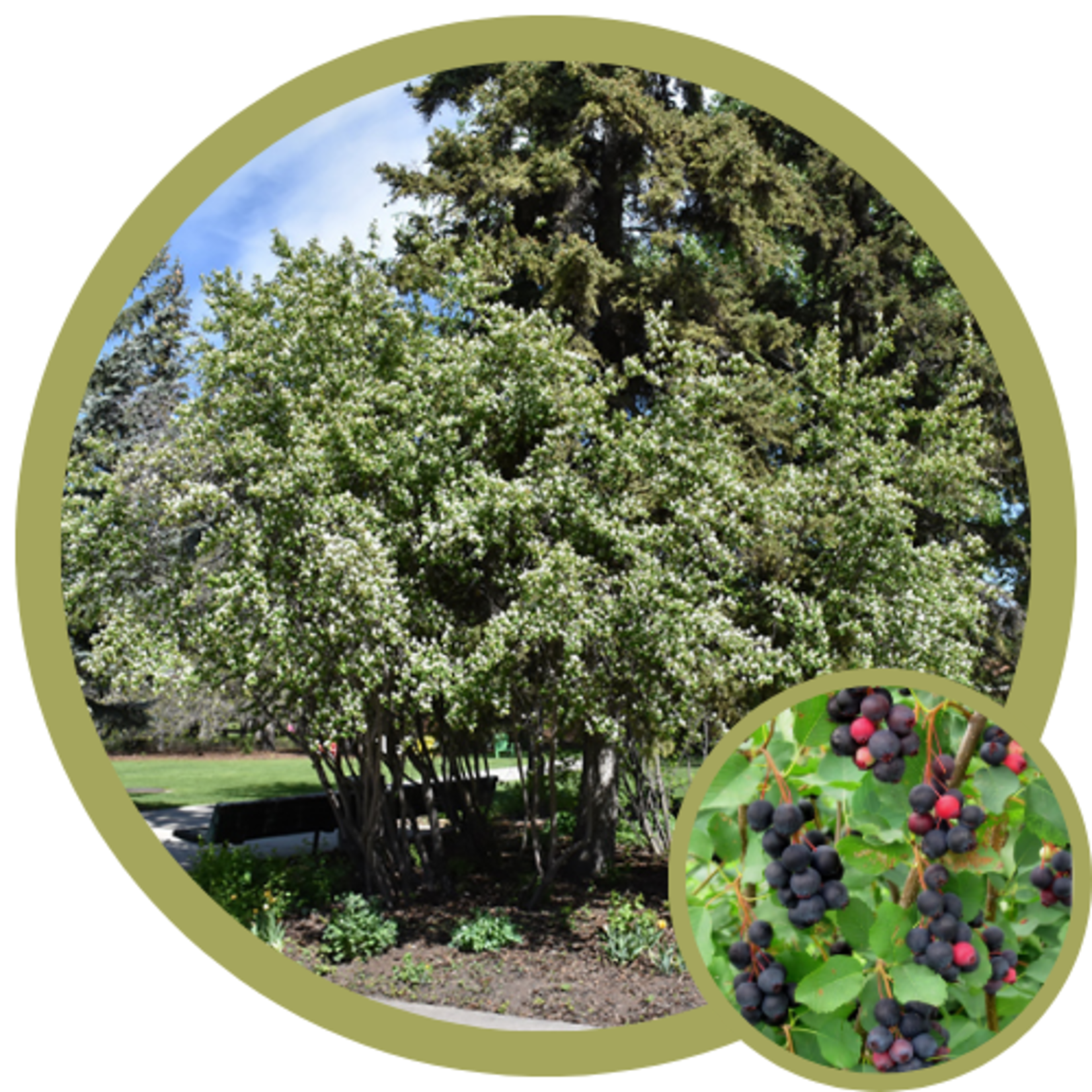 Amelanchier alnifolia 'Thiessen' Saskatoon