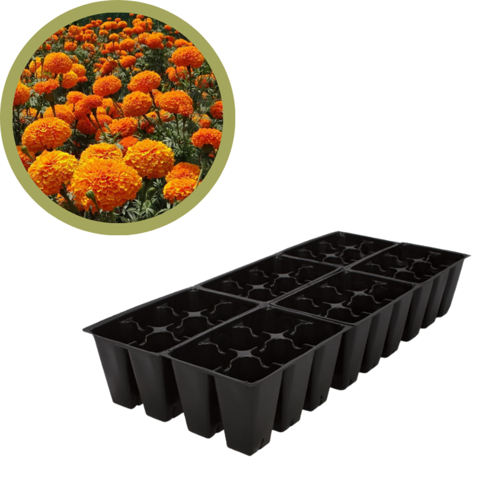 Green Spot Wholesale Order Request - Annual Flowers in 606 Tray