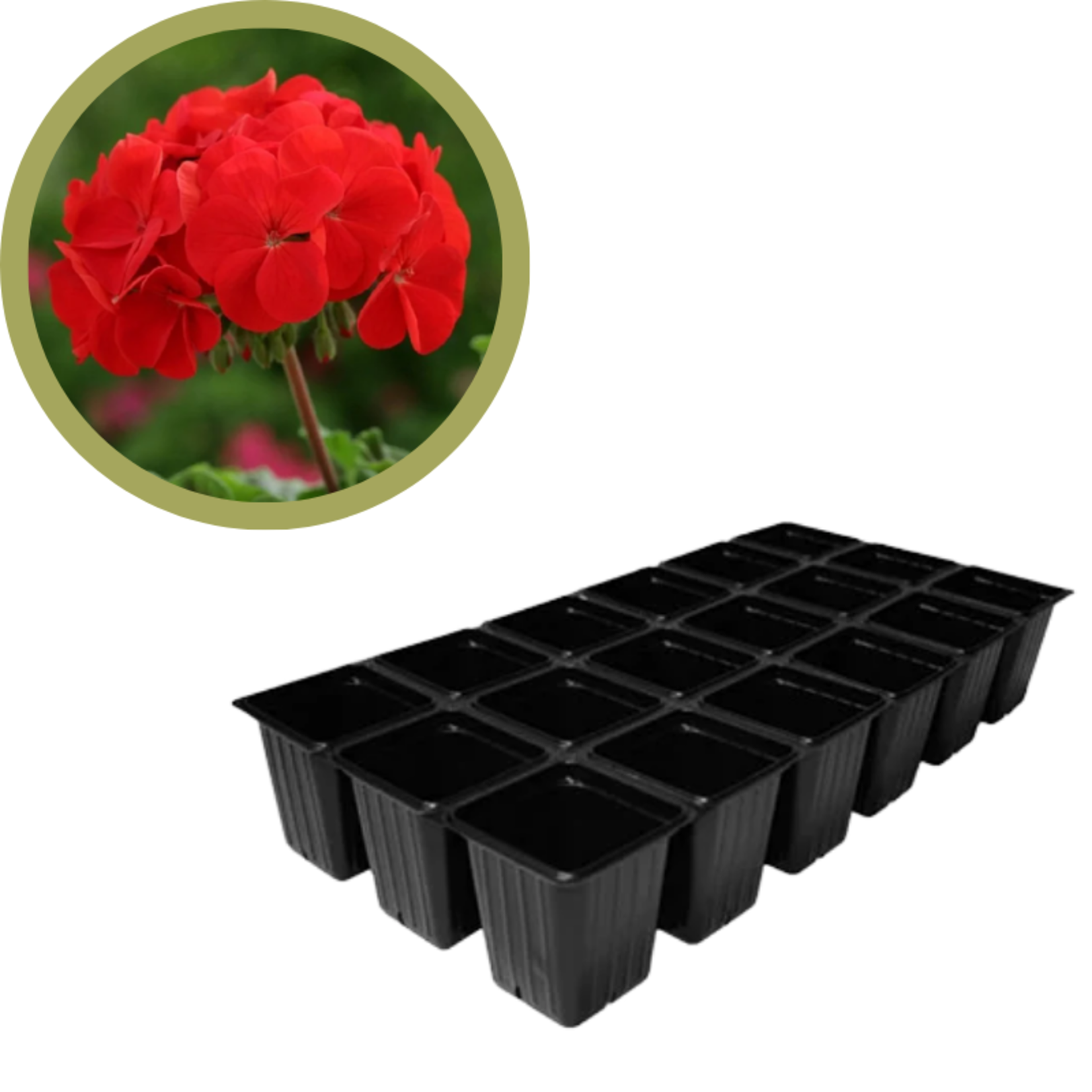 Green Spot Wholesale Order Request - Annual Flowers in 1835 Tray