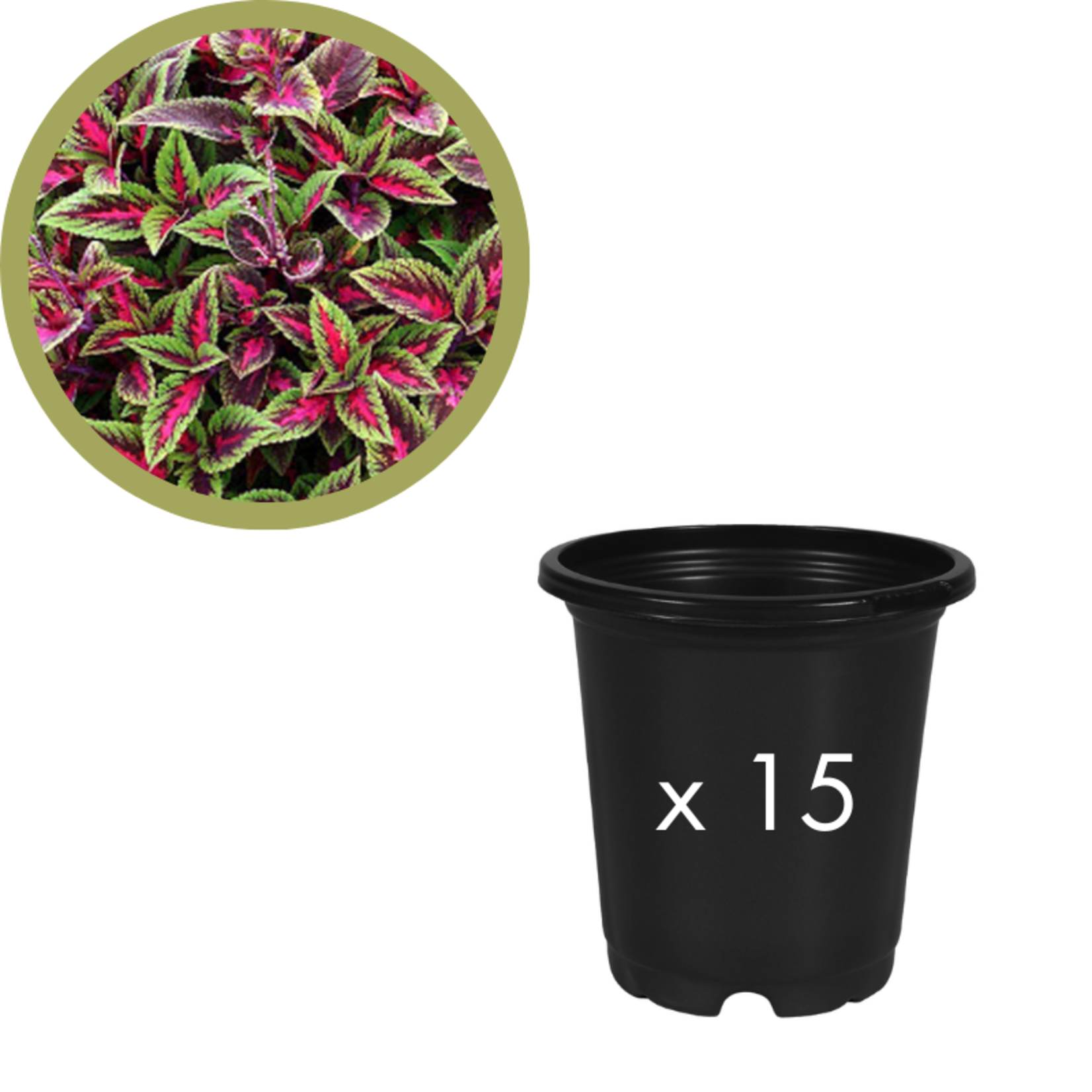 Green Spot Wholesale Order Request - Annual Fillers in 4" Co-ex Pot
