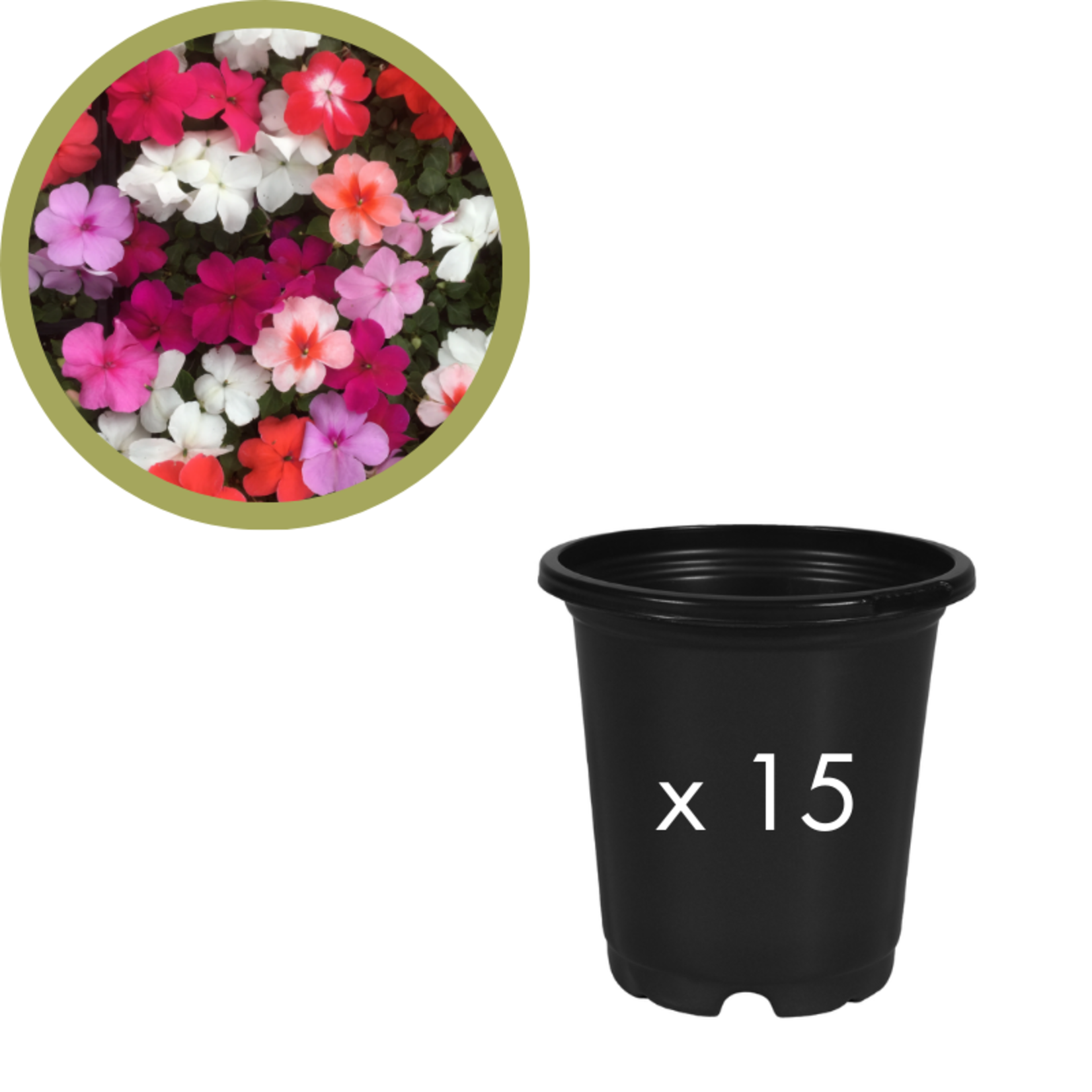 Green Spot Wholesale Order Request - Annual Fillers in 4" Co-ex Pot