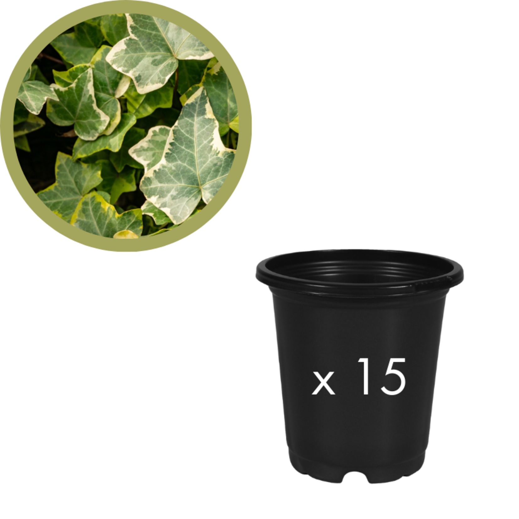 Green Spot Wholesale Order Request - Annual Fillers in 4" Co-ex Pot