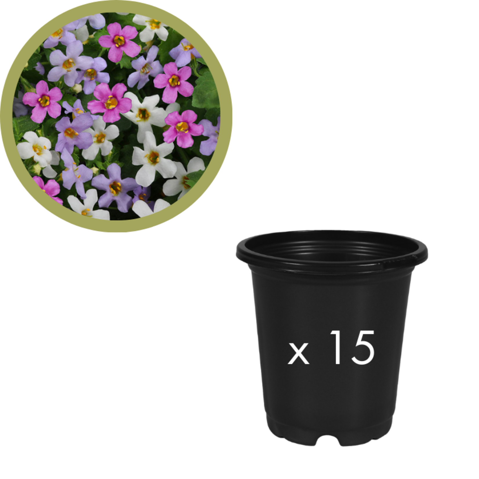Green Spot Wholesale Order Request - Annual Fillers in 4" Co-ex Pot