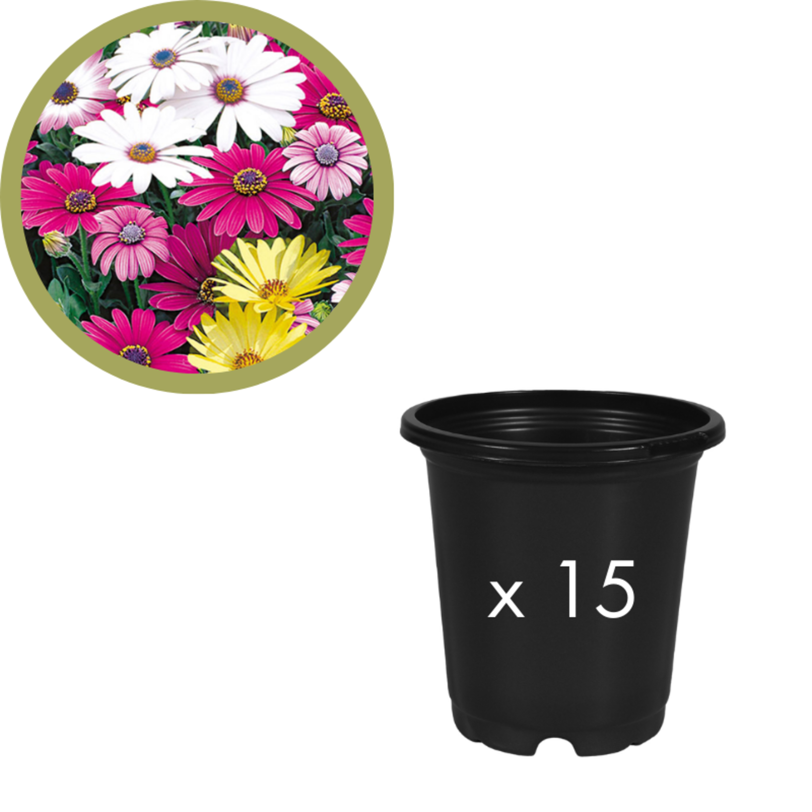 Green Spot Wholesale Order Request - Annual Fillers in 4" Co-ex Pot