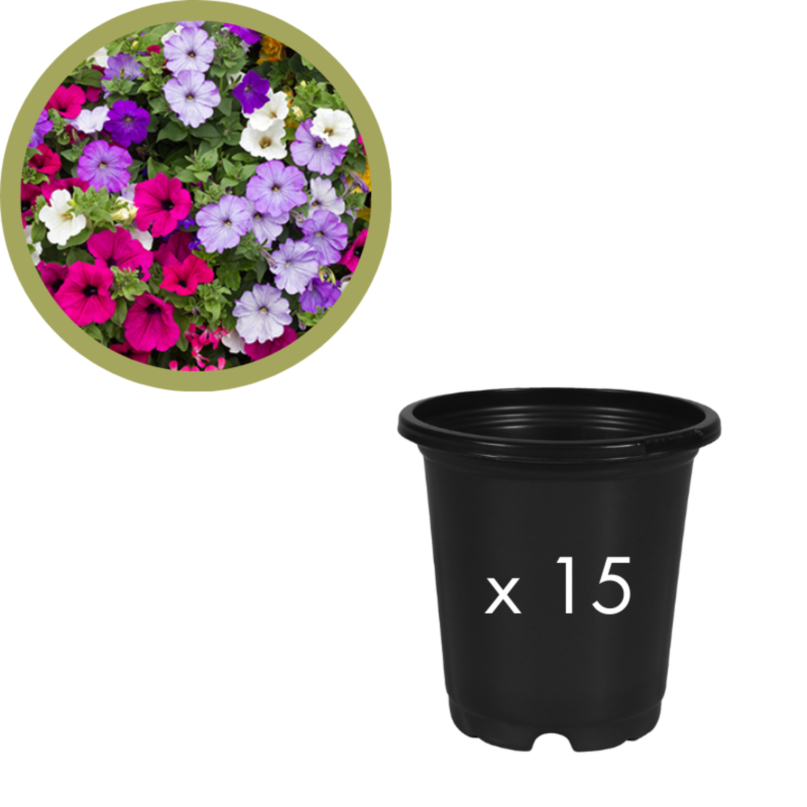 Green Spot Wholesale Order Request - Annual Fillers in 4" Co-ex Pot