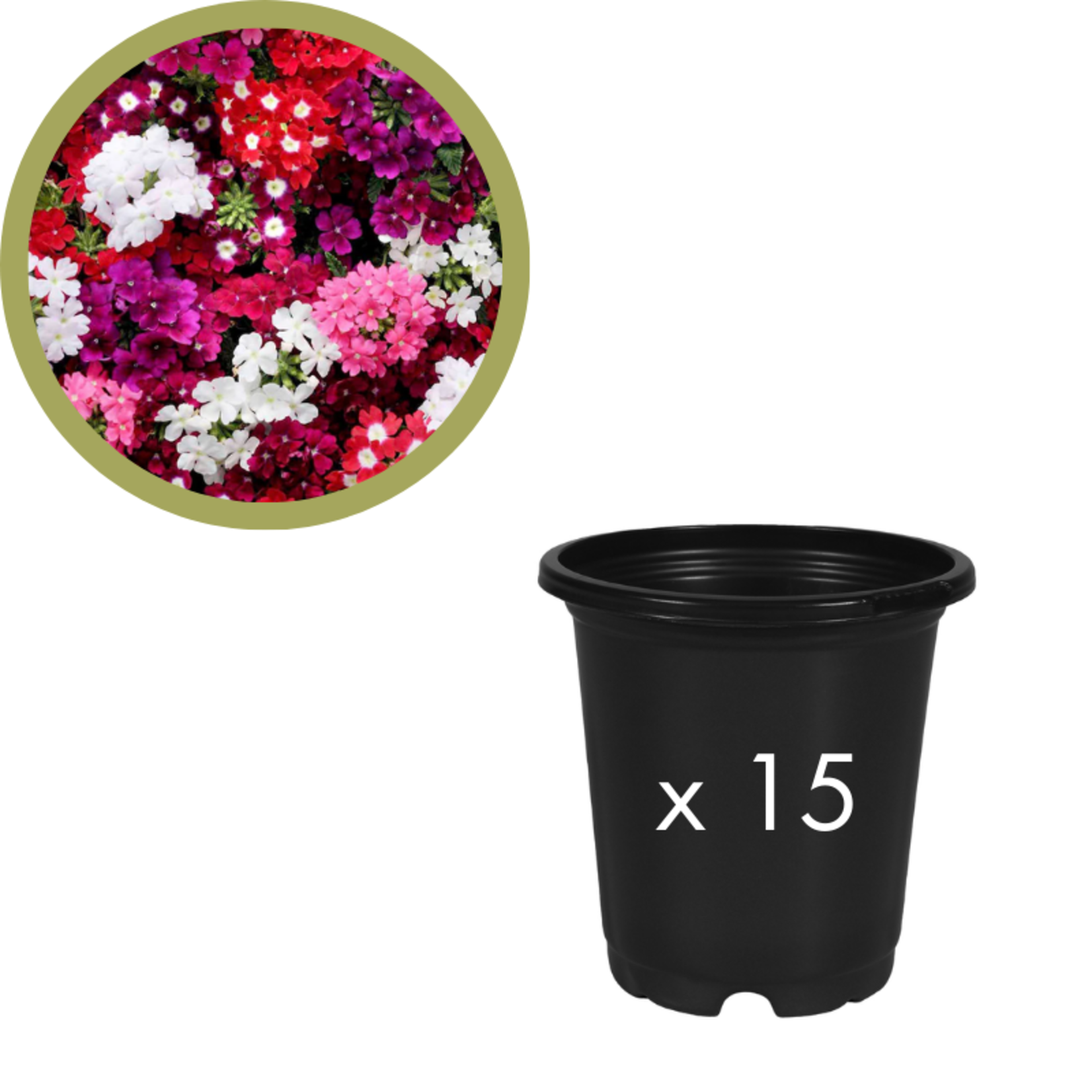 Green Spot Wholesale Order Request - Annual Fillers in 4" Co-ex Pot