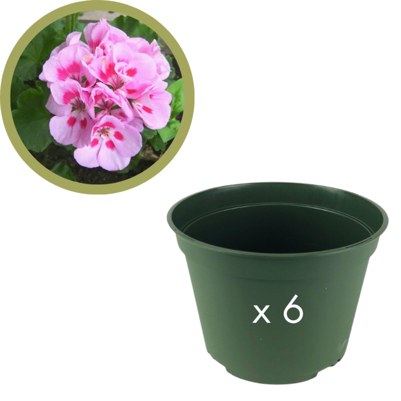 Green Spot Wholesale Order Request - Annual Flowers in 6" Azalea Pot