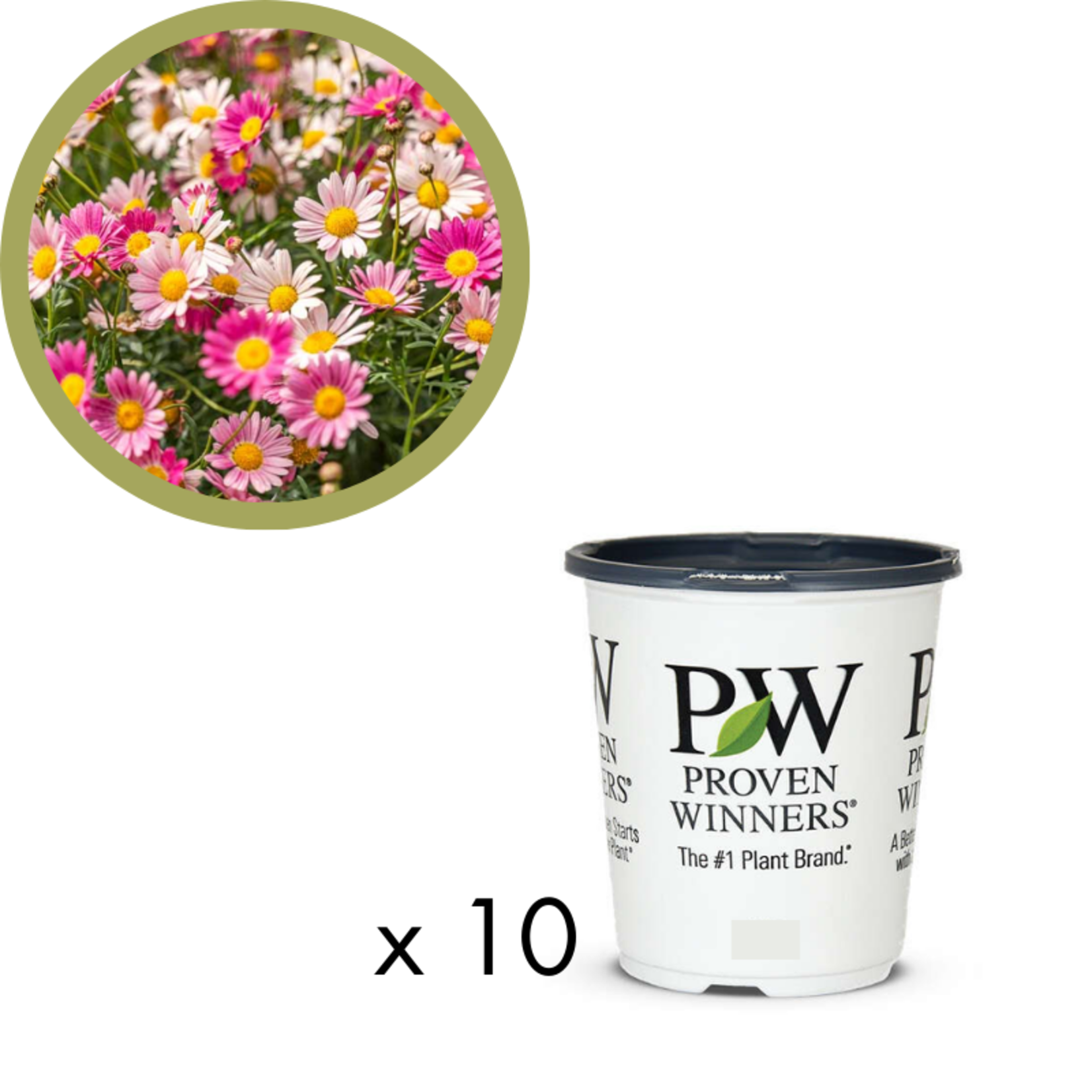 Green Spot Wholesale Order Request - Annual Flowers in 4.5" Proven Winners
